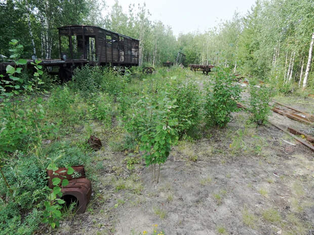 Паровозы в тайге, где на сотни километров нет ЖД. Рассказываю, как они туда попали.