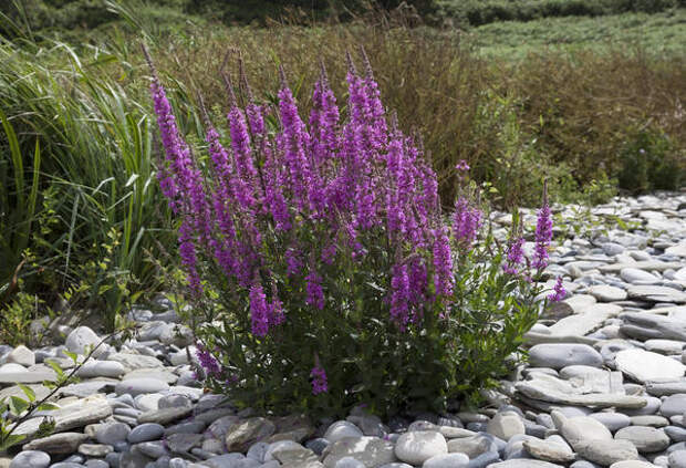 Дербенник иволистный (Lythrum salicaria)