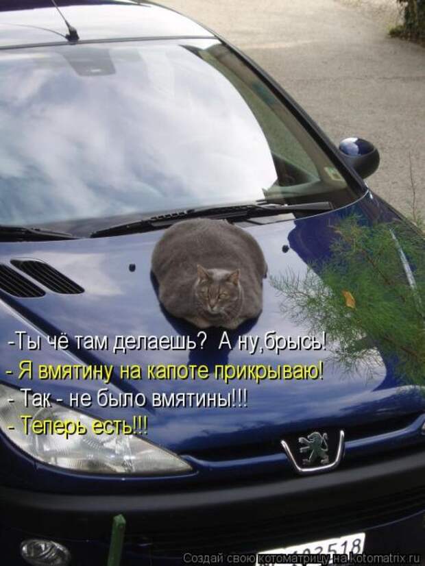 Лучшие котоматрицы недели (50 фото)
