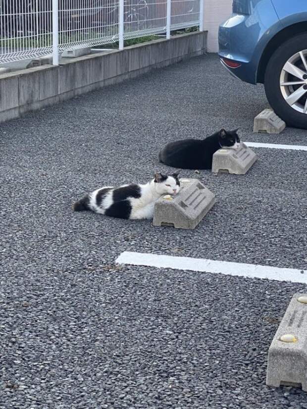 Коты, которые очень устали и крепко спят