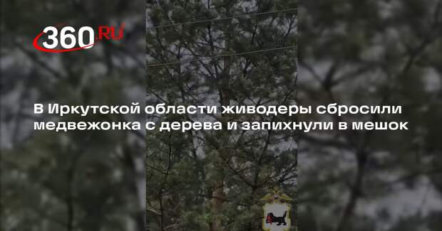 В Иркутской области живодеры сбросили медвежонка с дерева и запихнули в мешок