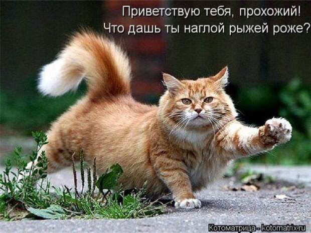Лучшая котоматрица недели (16 фото)