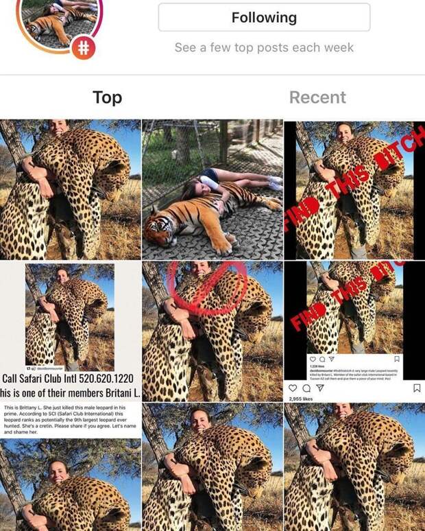 Селебрити ополчились на убийцу леопарда и запустили флешмоб c хештегом #найдитеэтусуку #findthisbitch, #найдитеэтусуку, Safari Club International, охота на животных, сафари