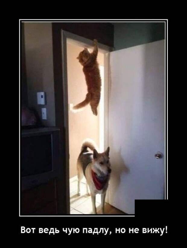 Демотиватор про кота