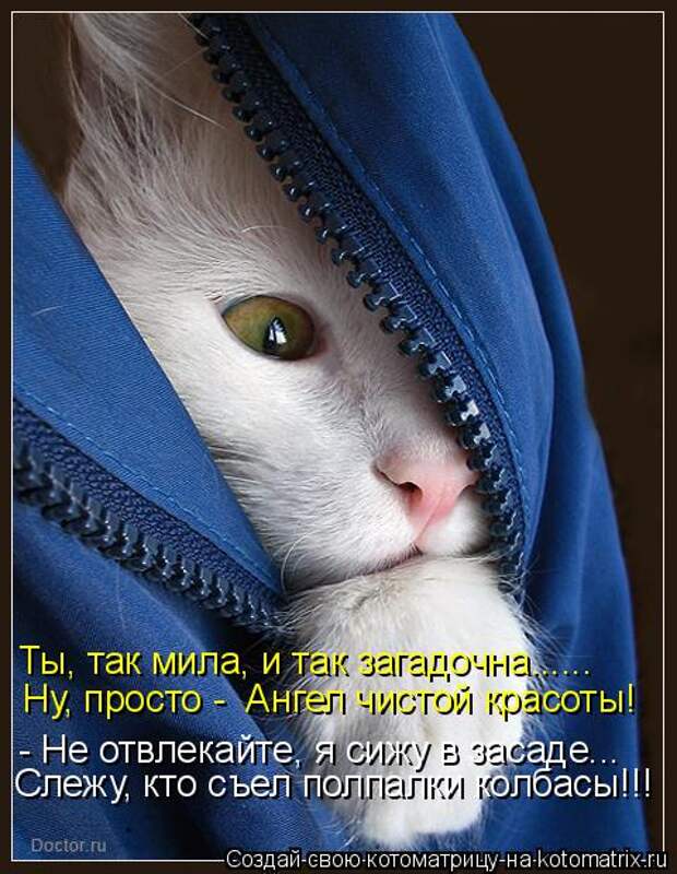 Котоматрица: Ты, так мила, и так загадочна...... Ну, просто -  Ангел чистой красоты! - Не отвлекайте, я сижу в засаде... Слежу, кто съел полпалки колбасы!!!