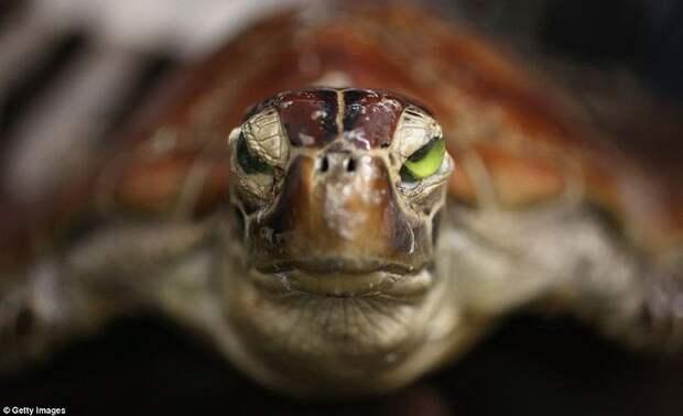 Разнообразие конфискованной контрабанды в аэропорту Лондона аэропорт, контрабанда, конфискация, Лондон, таможня