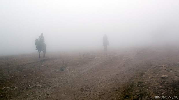 Степь наступает. В Челябинской области впервые за несколько десятилетий показались сайгаки