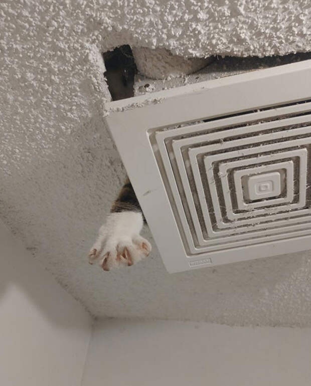 Неожиданные и странные места, в которых можно обнаружить котиков