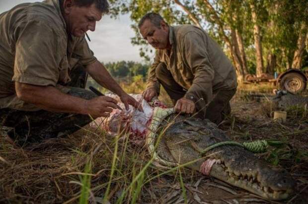 Быт австралийских охотников на гигантских крокодилов Австралия, охота на крокодилов, фотография, длиннопост