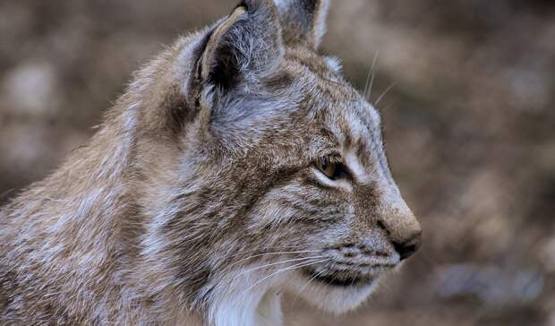 Губернатор Челябинской области не стал запрещать охоту на рысей