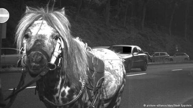 Лошадь на дороге 