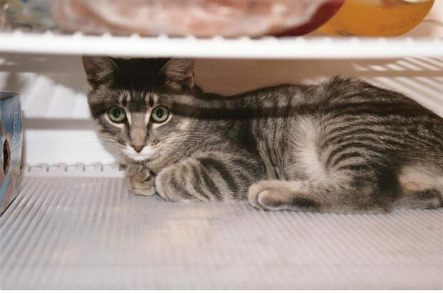 catfridge11 Коты в холодильниках