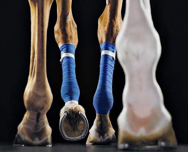 Грация прекрасных лошадей в фотопроекте Equus