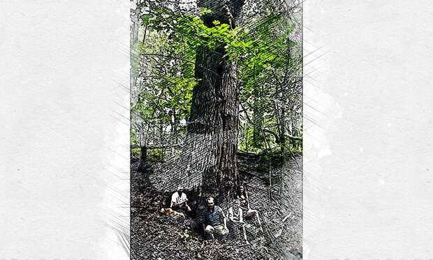 Меркуловский дуб в Орловской области вошёл в ТОП-10 конкурса «Российское дерево года»