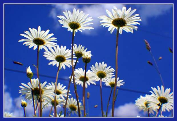 Ромашковое небо