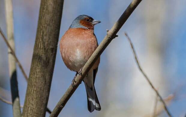 Синоптик пообещал Петербургу весеннюю погоду
