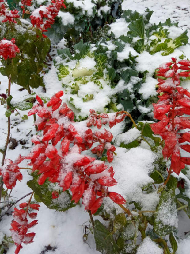 На Кубани – экстренное предупреждение по налипанию снега и гололеду в ночь с 5 на 6 декабря