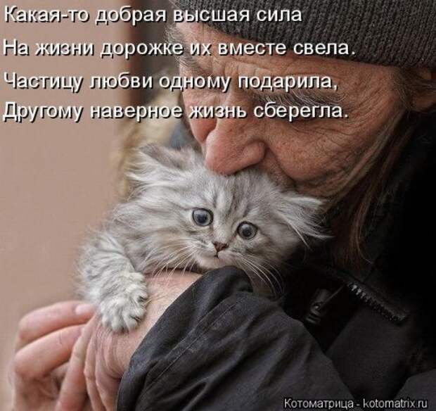 Свежая котоматрица для всех (38 фото)