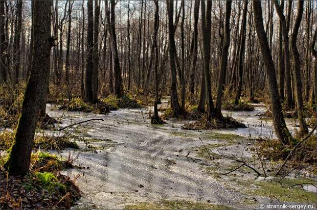 лес из черной ольхи лед на болоте