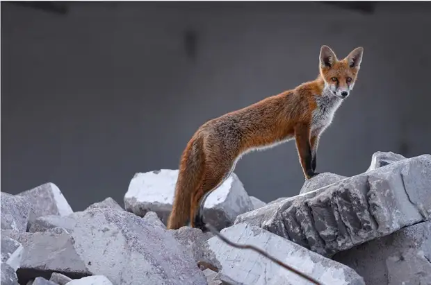 Из жизни животных - Жизнь - театр - Медиаплатформа МирТесен