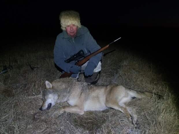 Волк с подхода – это реально!