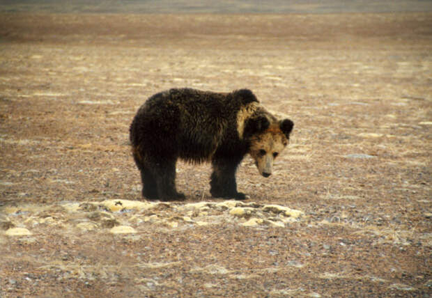 Тибетский бурый медведь или медведь-пищухоед (Ursus arctos pruinosus)
