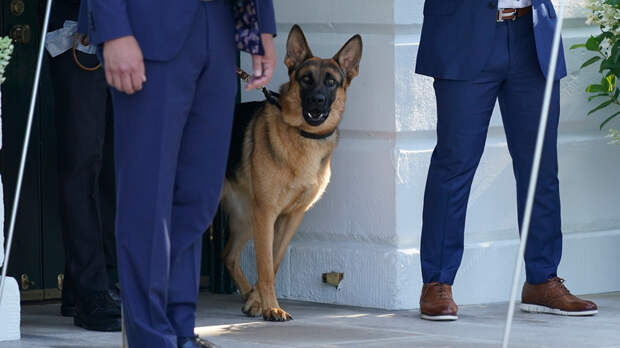 Mediaite: американский губернатор предложила пристрелить агрессивную собаку Байдена