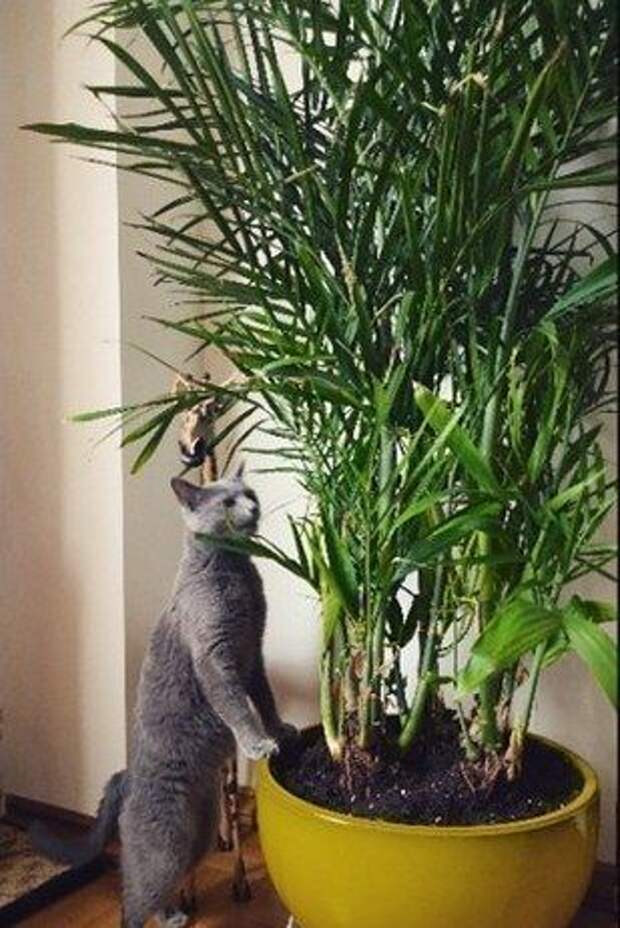 12 комнатных растений, которые очищают воздух и безопасны для кошек