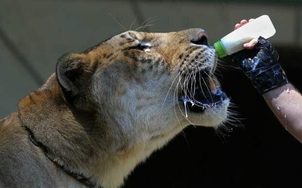 Большой котик: гигантский лигр по кличке Аполлон гибрид, дикая природа, животные, лигр, лигры, львы, природа, тигры