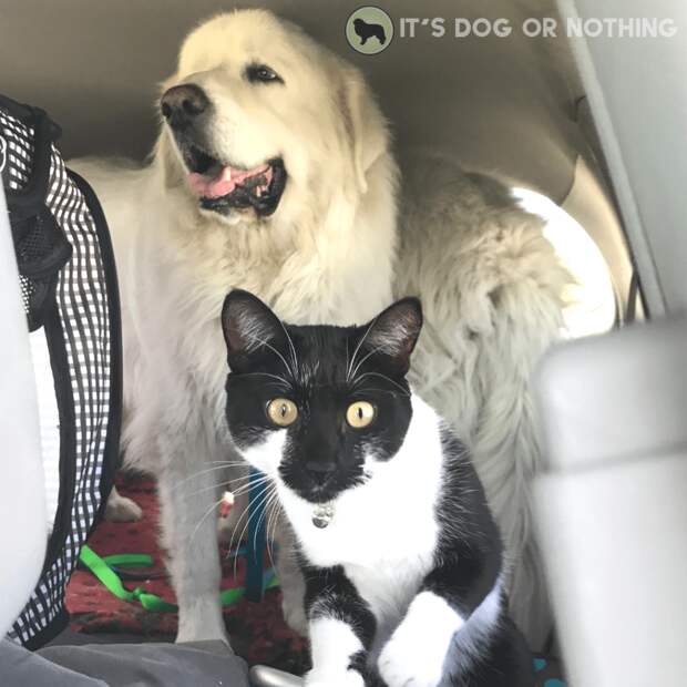 A recap of day two of our move from Washington to Virginia with four Great Pyrenees and a cat! | It's Dog or Nothing