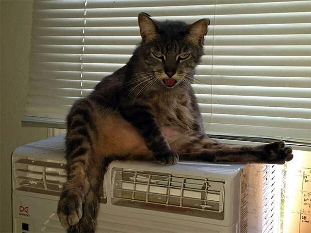 Злюки-коты