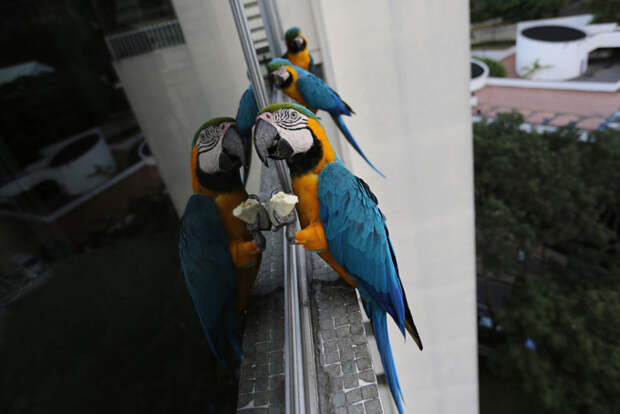 Эскадрильи попугаев ара над столицей Венесуэлы В столице Венесуэлы эти птички с сине-желтым оперением, одна из четырех разновидностей попугаев, которые населяют здешнюю долину. попугай ара Венесуэла Каракас