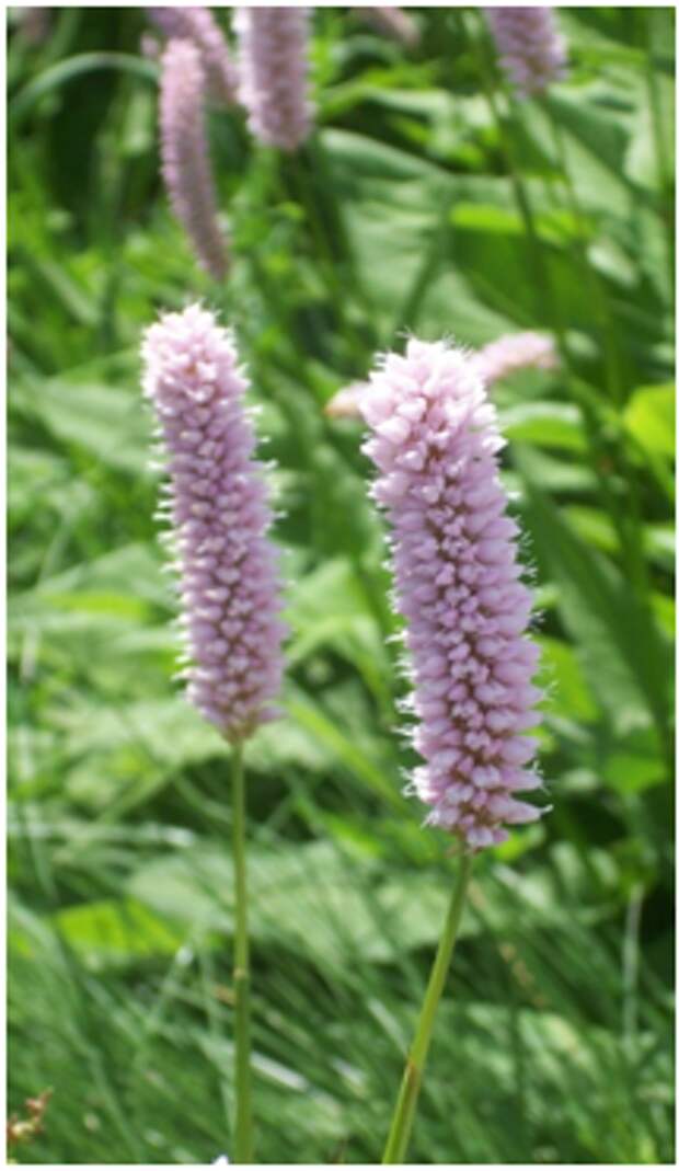 Les fleurs emblématiques des Pyrénées