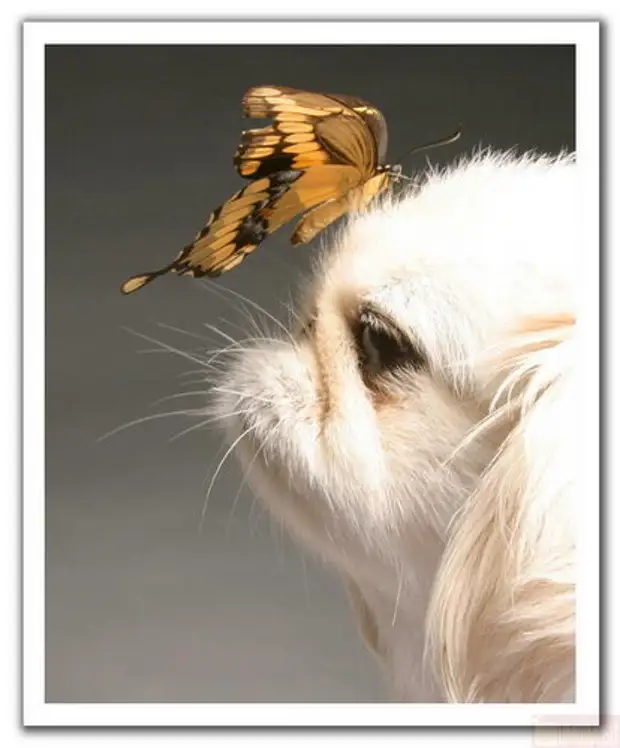Животные с бабочкой на носу. Щенок и бабочка. Собака с бабочкой на носу. Кот с бабочкой на носу.