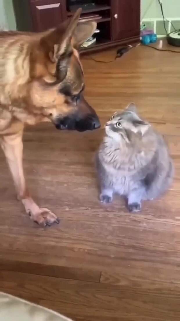 С темпераментом