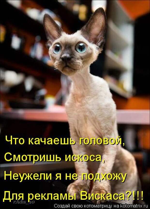 Котоматрицы(картинки с надписями)