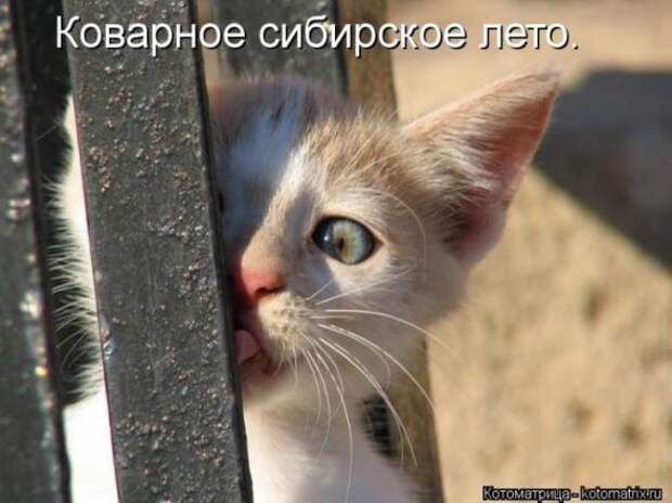 Котоматрицы(картинки с надписями)