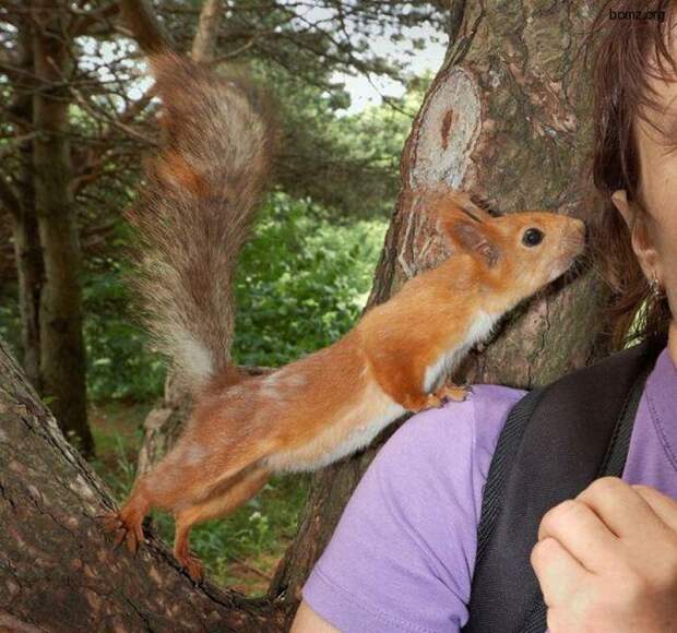 Диссертация