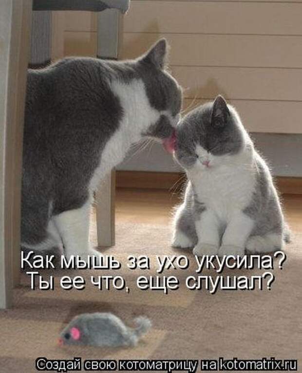 Лучшие котоматрицы недели (50 фото)