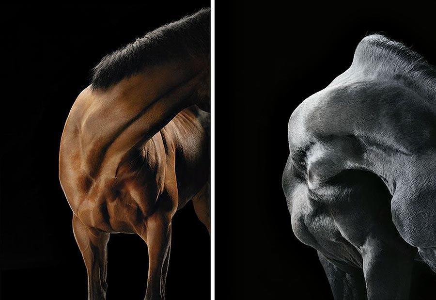 Грация прекрасных лошадей в фотопроекте Equus