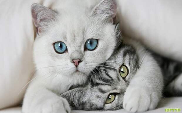 котики милые котики фото