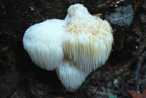 экзотические грибы, необычные грибы
