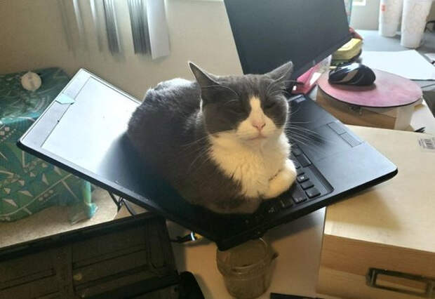 Животные, которые постигли дзен