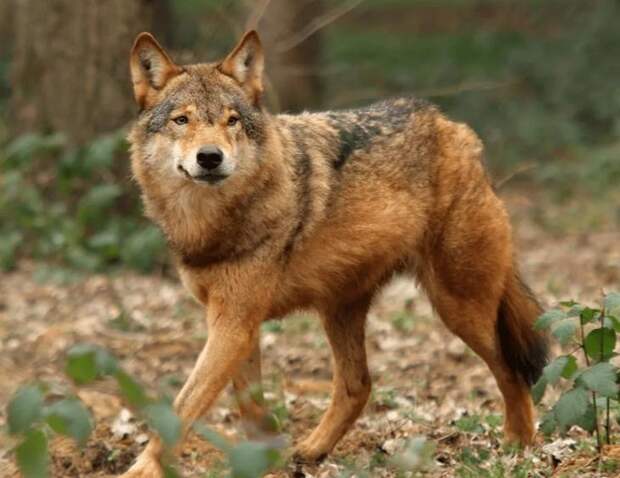 Список самых красивых видов волков в мире