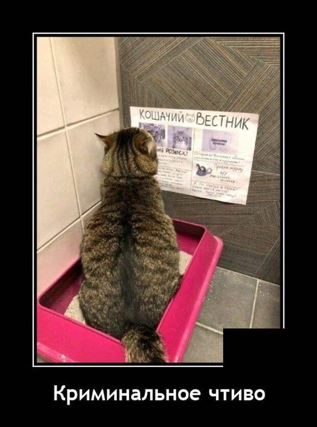 demotivatory-demotivator-smeshnye-demotivatory-demotivator-so-smyslom