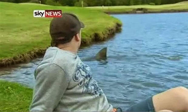 Реальный кадр местного телевидения, SkyNews. Акула заплыла в водоем, примыкающий к полю для игры в гольф.