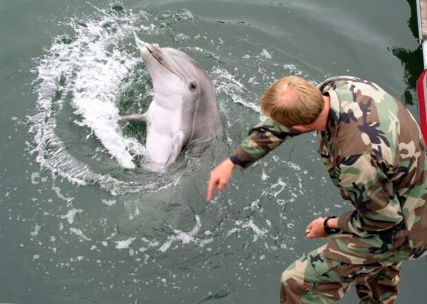 Существовали ли в Советском Союзе боевые дельфины