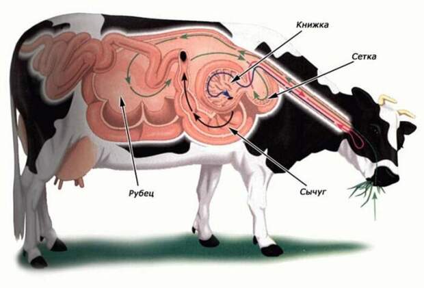 Но вернемся к нашим коровам. Примерное устройство пищеварительной системы КРС. |Фото: livejournal.com.