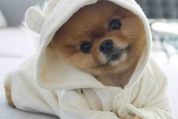 Позитивные картинки с животными для настроения