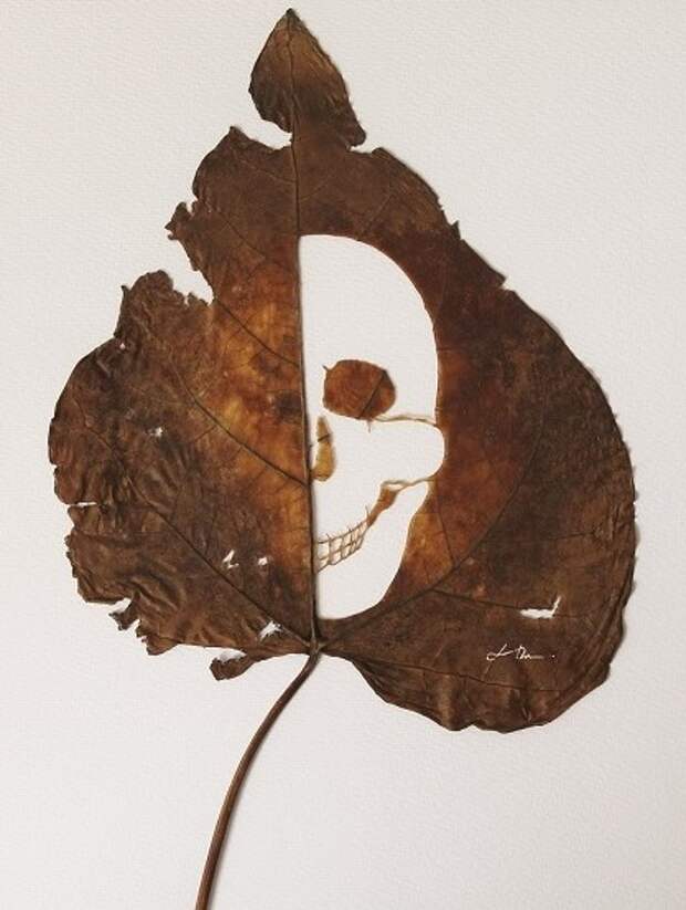 calavera-45-cm-x-30-cm-species-catalpa-bignonioides.jpg